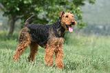 AIREDALE TERRIER 312